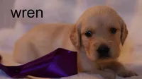 Wren - AKC, Microchipped, DNA Tested, a female Golden Retriever for sale in Azle, TX – 2 of 3