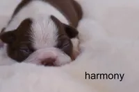 Harmony — Female Red/White Boston Terrier, a female Boston Terrier for sale in Azle, TX – 3 of 4