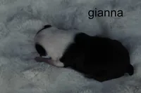 Gianna — Female, black and white, a female Boston Terrier for sale in Azle, TX – 2 of 2