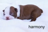 Harmony — Female Red/White Boston Terrier, a female Boston Terrier for sale in Azle, TX – 2 of 4