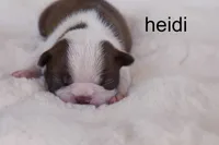Heidi — Female Red/White Boston Terrier, a female Boston Terrier for sale in Azle, TX – 5 of 5