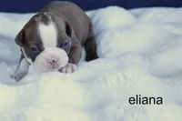 Eliana – Red & White Beauty, a female Boston Terrier for sale in Azle, TX – 4 of 4