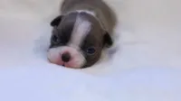 Sapphire, a female Boston Terrier for sale in Azle, TX – 6 of 6