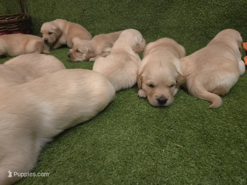 SM Girl 2 – Golden Retriever puppy for sale in Azle, TX