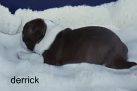Derrick, a male Boston Terrier for sale in Azle, TX – 3 of 4