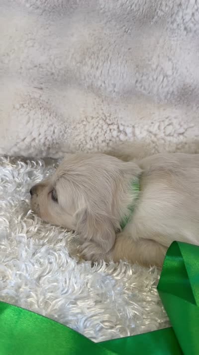 Priscilla , a female English Cream Golden Retriever for sale in Azle, TX – 10 of 10