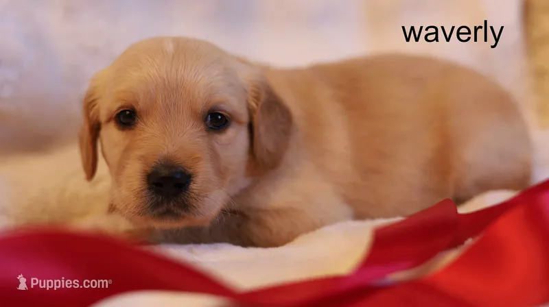 Waverly - AKC, Microchipped, DNA Tested – Golden Retriever puppy for sale in Azle, TX