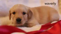 Waverly - AKC, Microchipped, DNA Tested, a female Golden Retriever for sale in Azle, TX – 1 of 7