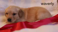 Waverly - AKC, Microchipped, DNA Tested, a female Golden Retriever for sale in Azle, TX – 5 of 7