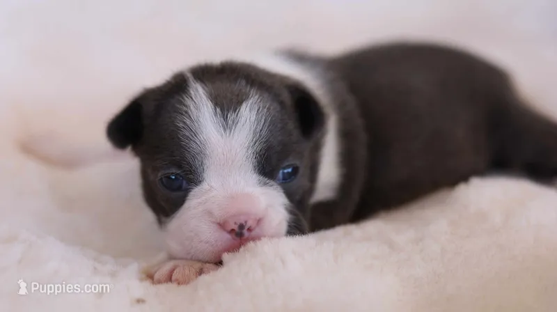 Blossom - AKC, DNA Tested – Boston Terrier puppy for sale in Azle, TX