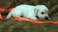 Tabitha, a female English Cream Golden Retriever for sale in Azle, TX – 3 of 9