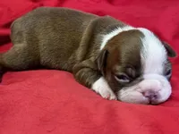 Maxwell, a male Boston Terrier for sale in Azle, TX – Photo 1 of 3