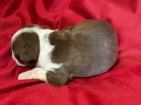 Maxwell, a male Boston Terrier for sale in Azle, TX – Photo 2 of 3