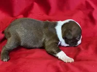 Maxwell, a male Boston Terrier for sale in Azle, TX – Photo 3 of 3