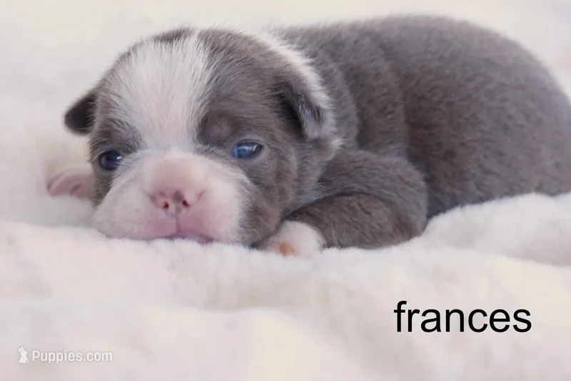 Frances – Champagne & White Sweetheart – Boston Terrier puppy for sale in Azle, TX