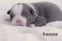 Frances – Champagne & White Sweetheart, a female Boston Terrier for sale in Azle, TX – 1 of 4