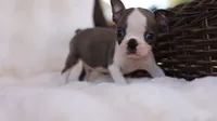 Sawyer - ACA, DNA Tested, a male Boston Terrier for sale in Azle, TX – 3 of 5