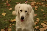 Hermione - AKC, Spayed, Adult, a female English Cream Golden Retriever for sale in Azle, TX – 2 of 2