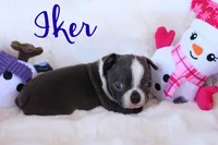 Iker, a male Boston Terrier for sale in Azle, TX – Photo 2 of 5