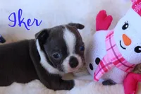 Iker, a male Boston Terrier for sale in Azle, TX – Photo 5 of 5