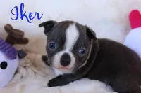 Iker, a male Boston Terrier for sale in Azle, TX – Photo 4 of 5