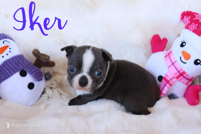 Iker, a male Boston Terrier for sale in Azle, TX – Photo 1 of 5