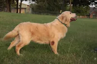 Abigail | AKC English Cream Golden Retriever, Dog Door Trained, a female English Cream Golden Retriever for sale in Azle, TX – 4 of 4
