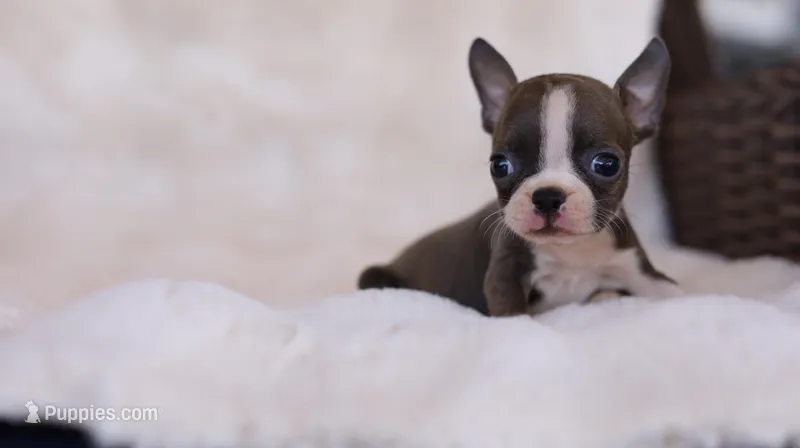 Sapphire - ACA, DNA Tested – Boston Terrier puppy for sale in Azle, TX
