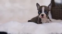 Sapphire - ACA, DNA Tested, a female Boston Terrier for sale in Azle, TX – 1 of 5