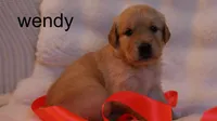 Wendy - AKC, Microchipped, DNA Tested, a female Golden Retriever for sale in Azle, TX – 2 of 7