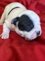 Norah, a female Boston Terrier for sale in Azle, TX – Photo 3 of 5