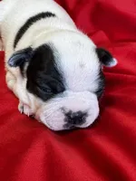 Norah, a female Boston Terrier for sale in Azle, TX – Photo 2 of 5