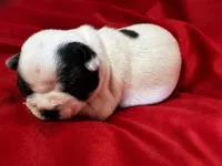 Norah, a female Boston Terrier for sale in Azle, TX – Photo 1 of 5