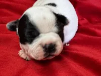 Norah, a female Boston Terrier for sale in Azle, TX – Photo 4 of 5