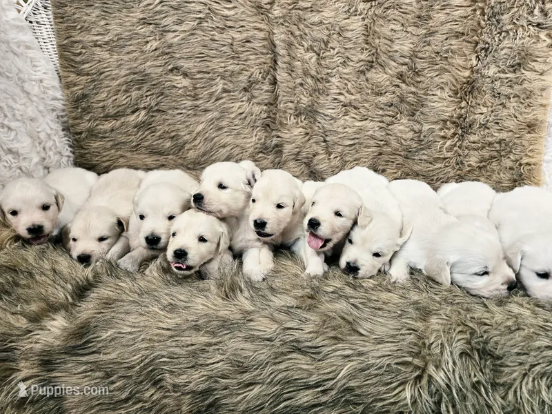 MP Girl 3 – English Cream Golden Retriever puppy for sale in Azle, TX