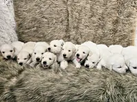 MP Girl 3, a female English Cream Golden Retriever for sale in Azle, TX – 1 of 4