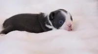 Blossom - AKC, DNA Tested, a female Boston Terrier for sale in Azle, TX – 4 of 4