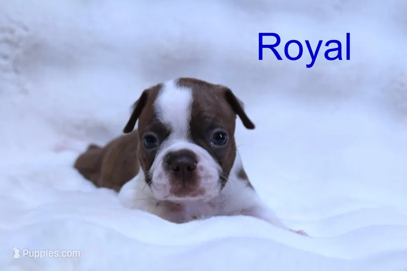 Royal – Boston Terrier puppy for sale in Azle, TX