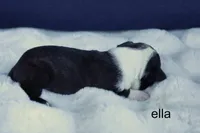 Ella – Seal & White Beauty, a female Boston Terrier for sale in Azle, TX – 4 of 4