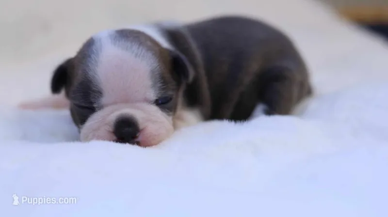 Sawyer – Boston Terrier puppy for sale in Azle, TX