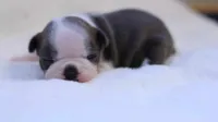 Sawyer, a male Boston Terrier for sale in Azle, TX – 1 of 6