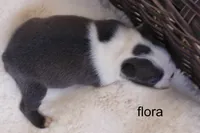 Flora – Blue & White Beauty, a female Boston Terrier for sale in Azle, TX – 2 of 3