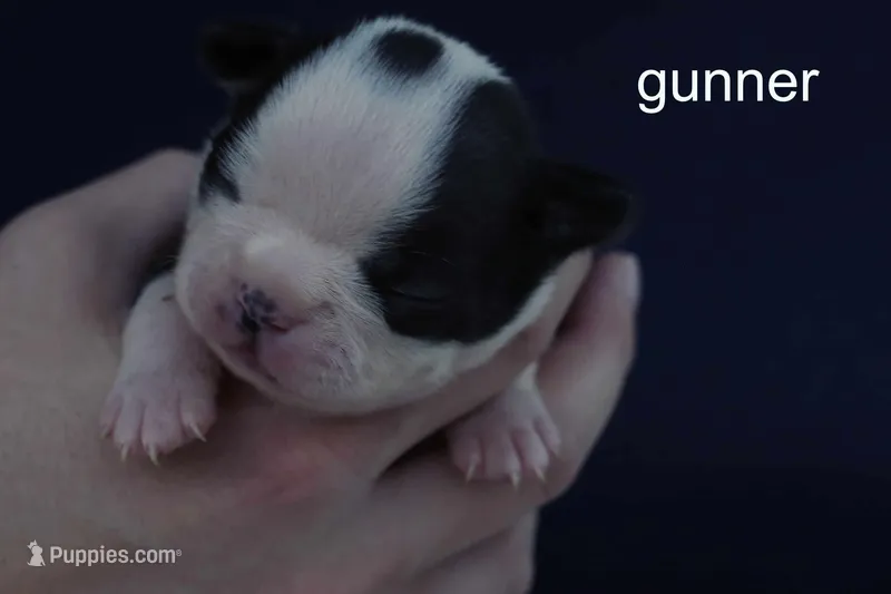 Gunner — Male, black and white – Boston Terrier puppy for sale in Azle, TX