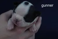 Gunner — Male, black and white, a male Boston Terrier for sale in Azle, TX – 1 of 2