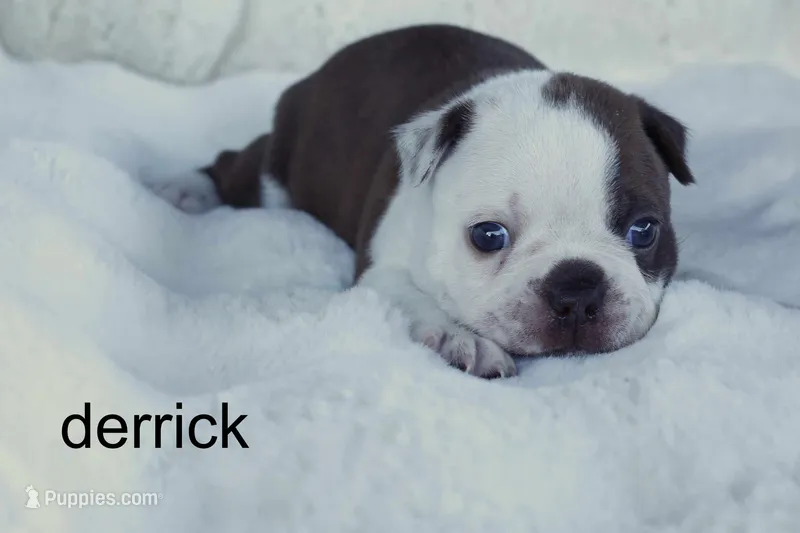 Derrick – Boston Terrier puppy for sale in Azle, TX