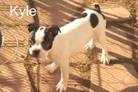 Kyle, a male Boston Terrier for sale in Azle, TX – Photo 2 of 2