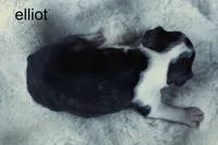 Elliot – Classic Brindle Charm, a male Boston Terrier for sale in Azle, TX – 4 of 4