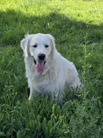 Priscilla , a female English Cream Golden Retriever for sale in Azle, TX – 8 of 10