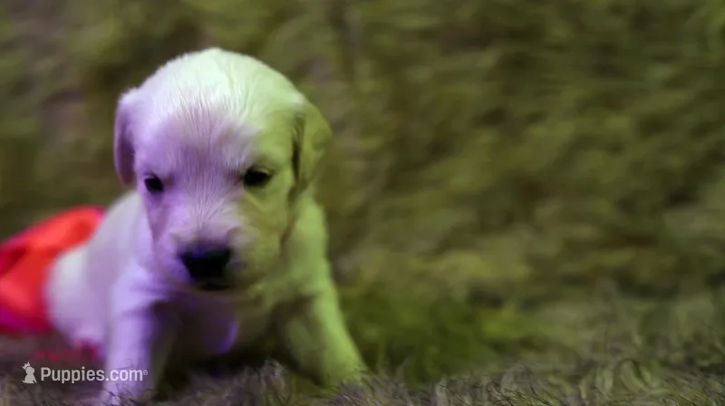 Tessa – English Cream Golden Retriever puppy for sale in Azle, TX