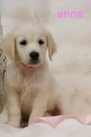 Anna | English Cream Golden Retriever from Genetically Tested Parents, a female English Cream Golden Retriever for sale in Azle, TX – 2 of 4